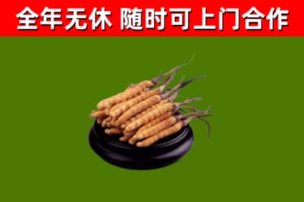 交城回收散虫草